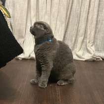 Шотландского кота, в Москве