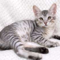 Очаровательный котёнок Гудини в добрые руки, в Москве