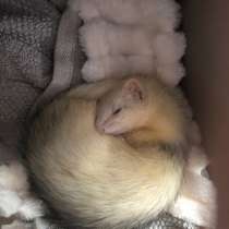 Домашние хорьки ручные, в Москве