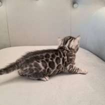 Бенгальские котята, в Москве