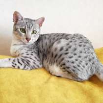 Египетская Мау котята серебряные.Редкая, эксклюзивная порода, в г.Минск