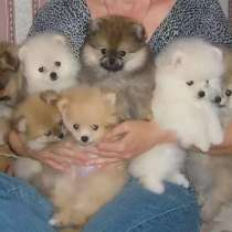 Шпиц Анапа, в Анапе