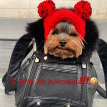 Вязанные шапочки для собак, в Москве