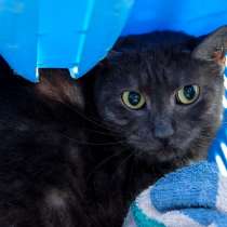 Робкая Суфле ищет заботливых хозяев, в Москве