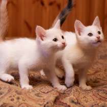Милые, активные, белые котятки в добрые руки, в г.Москва