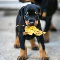 Доберман Смоленск, в Смоленске