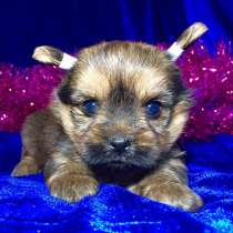 Щеночков ЙОРКШИРСКОГО ТЕРЬЕРА (ЙОРКА) продам, в Вологде