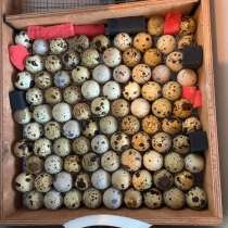 Инкубационные яйца эстонских перепелов, в Санкт-Петербурге