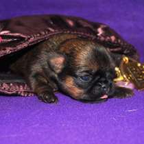 Рыжие детки малого брабансона на декабрь, в Москве