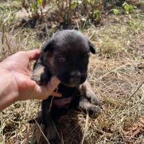 Бронь на немецких овчарок), в г.Алчевск