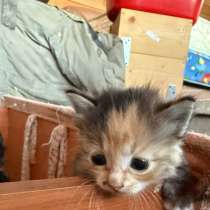 Продам милых девочек, в Поронайске