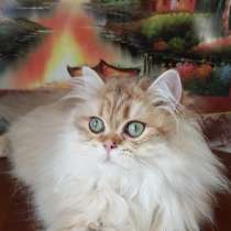 Шотландский котик, в Великом Новгороде