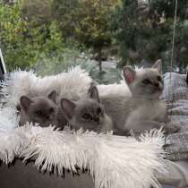 Бурманские котята, в Адлере