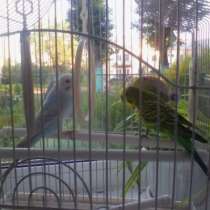 попугаи, в Прокопьевске