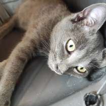 Мегаласковый котик Нико в дар, в Москве