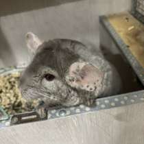 Продам шиншиллу!, в Оренбурге