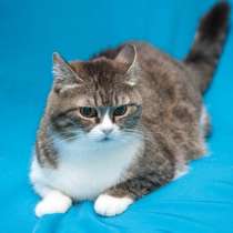 Отдам даром Уютная, ласковая, любящая кошка Машенька, в Москве