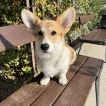 Pembroke Welsh Corgi, в г.Измир