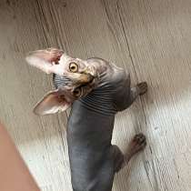 Продам котенка сфинкса, в Краснодаре