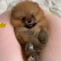 Щенки породы померанский шпиц мини мишка ищут новых родителе, в г.Варшава