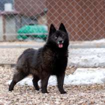 Разноглазый шипперке Розик в добрые руки, в Москве