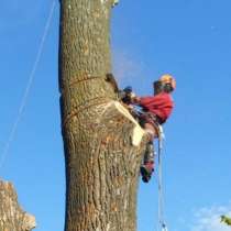 Удаление деревьев любой сложности Арборисв, в Химках