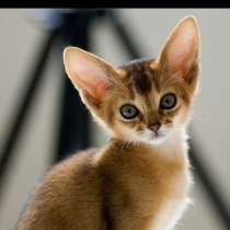 Абиссинскую девочку американских линий в разведение, ищем, в Санкт-Петербурге