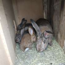 Продам кроликов, в Калининграде