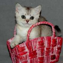 Кот, в Санкт-Петербурге