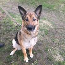 Замечательный мальчик Атос в добрые руки!, в Москве