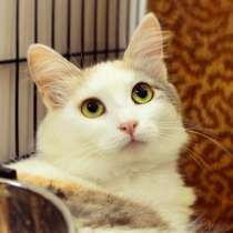 Милая Тропикана ищет семью, в Москве