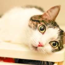 Скоро ли Барсик встретит своего хозяина, в Москве