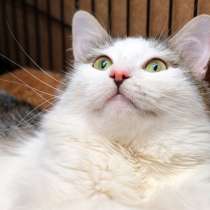 Прекрасный Верди мечтает, чтобы его оценили, в Москве