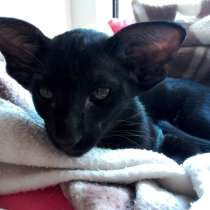 Котята ориентальной породы черного окраса (эбони), в Санкт-Петербурге