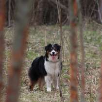 Аусси девочка продаётся, в Москве