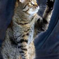 Отдам даром Марфа, молодая, очень добрая кошечка, в Москве