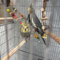 Корелла, в Краснодаре