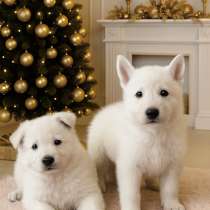 Щенки белой швейцарской овчарки, в Симферополе