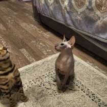 Свинкс кошка, в Омске