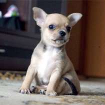 Чихуахуа Смоленск, в Смоленске