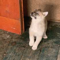 Щенки лаки в ДАР, в Москве