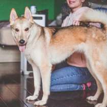 Собака Лапочка в поисках хозяина, в Москве