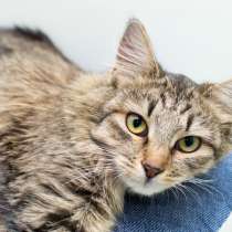 Молодая кошечка Чанита, в Москве