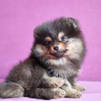 Черно-подпалая малышка шпиц, в Москве