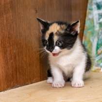Котенок в добрые руки. Разноцветная малютка, в г.Калуга