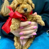 Пуделя Той Девочки и Мальчики, в Москве