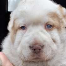 Впервые в Эстонии порода собак Нагази Грузинская горная, в г.Кохтла-Ярве