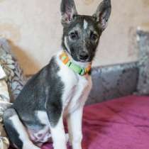 Фенрир(Феня), 4 месяца! Маленький волчонок ищет дом!, в Москве