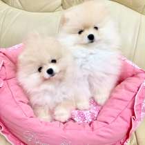 Померанчики. Девочка и мальчик, в Москве