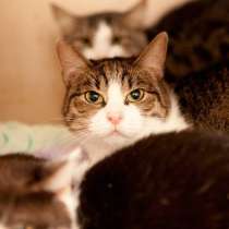 Очаровательная Масяня ищет дом и самых добрых хозяев, в Москве